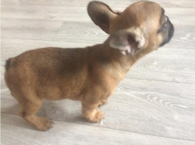 French Bulldog Puppies