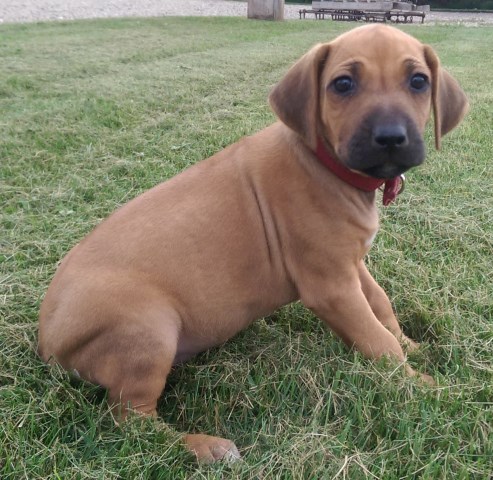 Rhodesian Ridgeback Puppy Dog For Sale In Manor Saskatchewan