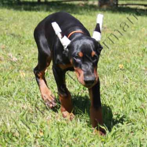 Doberman Pinscher puppy for sale + 52706