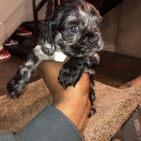 Cockapoo puppy for sale + 64168