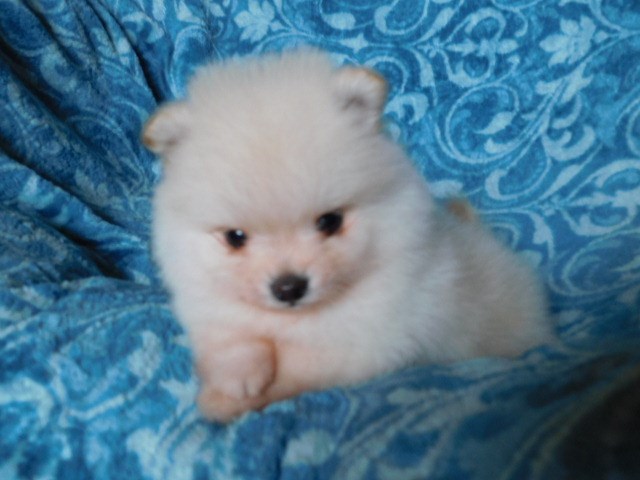 Pomeranian puppy for sale + 59358