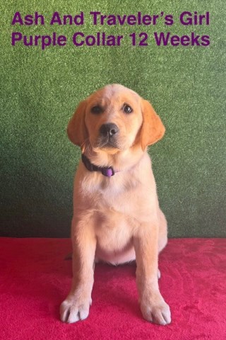 AKC Yellow Female Labrador Puppies