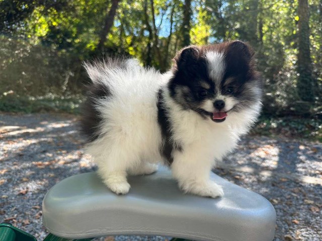 Pomeranian puppy for sale + 66832