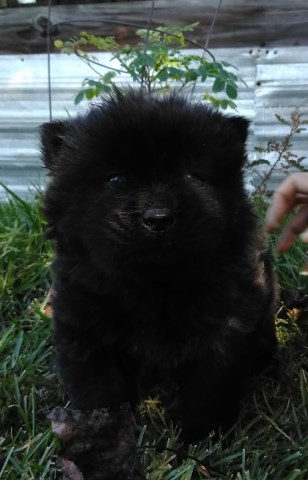 Gypsy a solid black purebred chow puppy