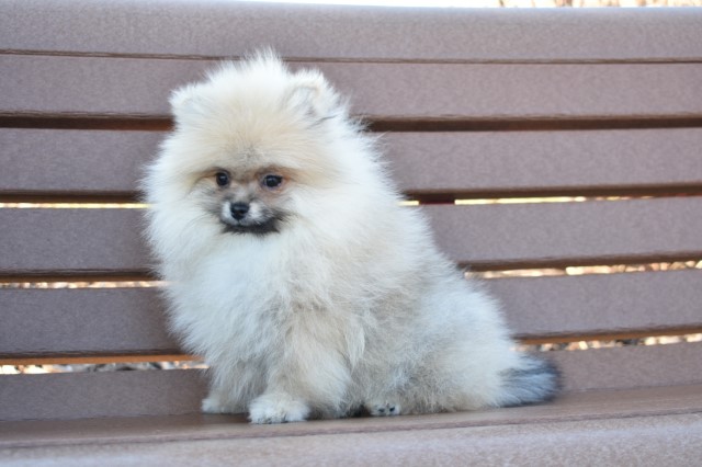 Pomeranian puppy for sale + 64559