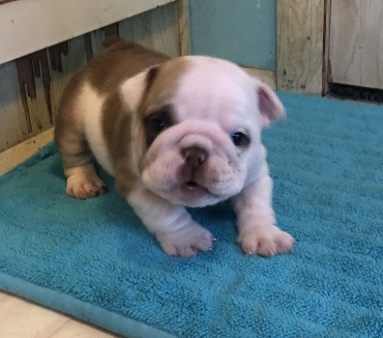 English Bulldog puppy for sale + 58183