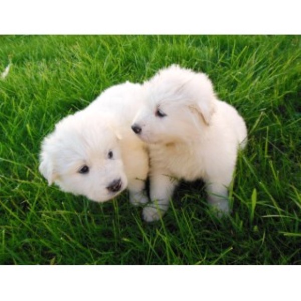 Great Pyrenees Puppies For Sale