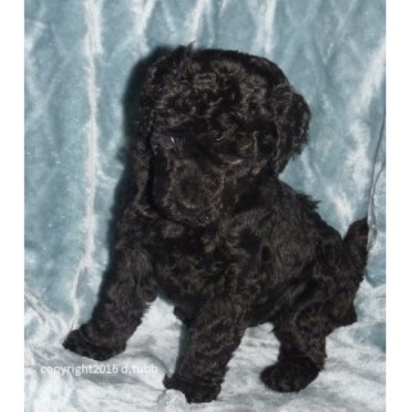 Standard Poodle Puppies Registered