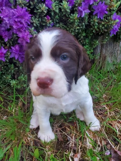 AKC English Springer Spaniel