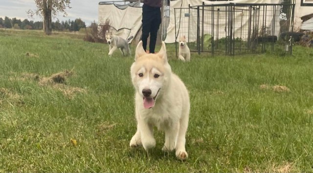 BB- AKC Siberian Husky puppy