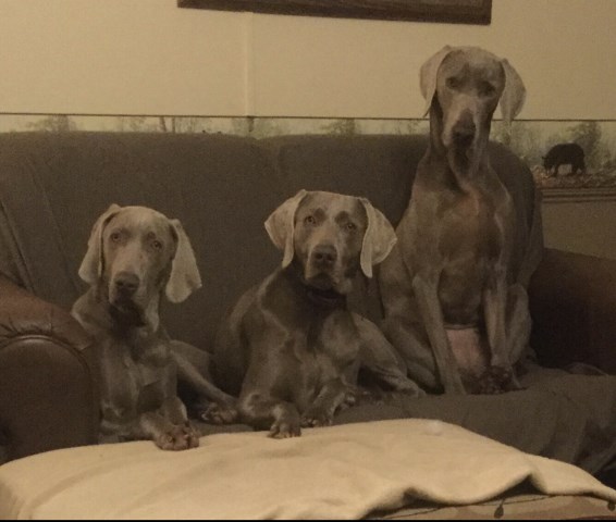 Weimaraner puppies