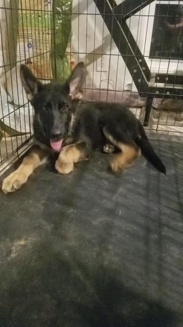 German Shepherd Dog puppy for sale + 54000