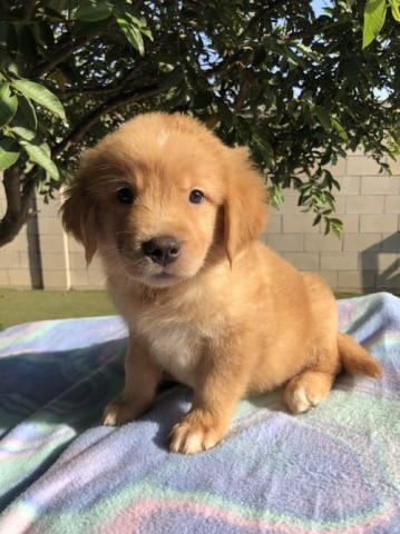 Golden Retriever puppy for sale + 62595