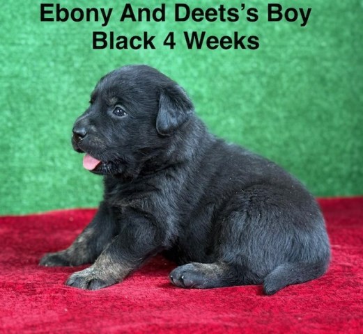 Labrador Retriever puppy for sale + 67133