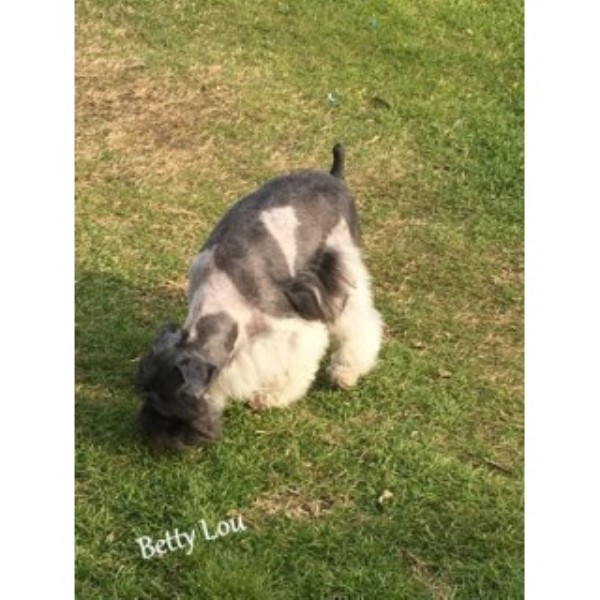 Miniature Schnauzer puppy for sale + 44543