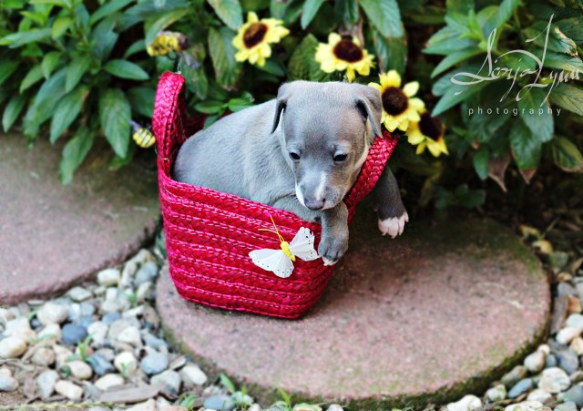 Luigi's Italian Greyhounds Rocky