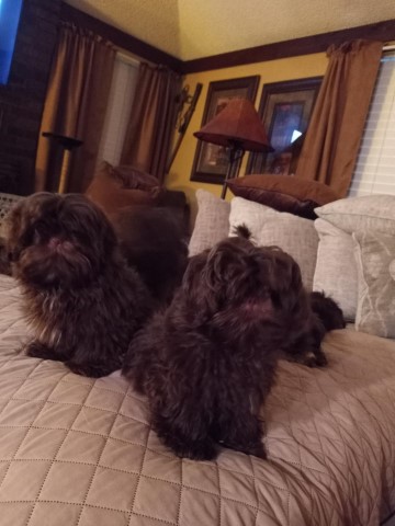 Shih Tzu puppy for sale + 62480