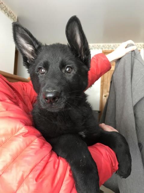 German Shepherd Dog puppy for sale + 55742