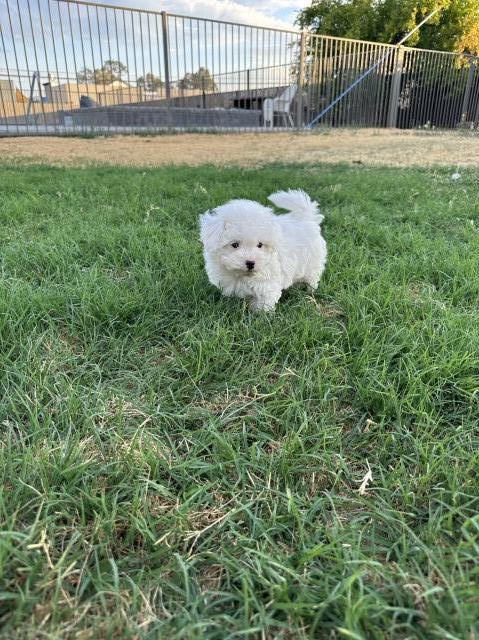 Maltipoo puppy for sale + 65058