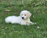 Golden Retriever Puppies (English Cream) Golden Retriever for sale/adoption