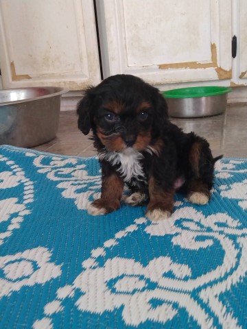 Cavalier King Charles Spaniel puppy for sale + 64738