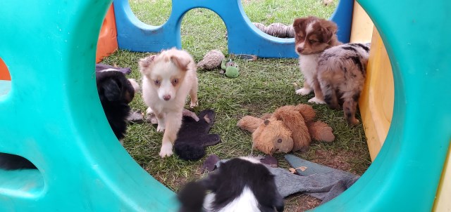 Miniature Australian Shepherd puppy for sale + 55107