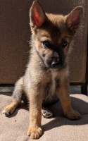 Last Puppy Listed