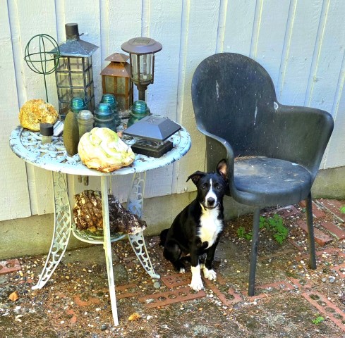 Border collie pup in Portland, Oregon area