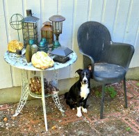Border collie pup in Portland, Oregon area Border Collie for sale/adoption