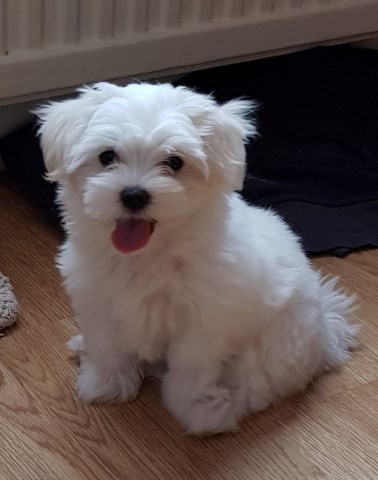 Maltese puppy for sale + 54073