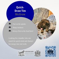 Quick Draw Tim "McGraw" German Shepherd Dog for sale/adoption