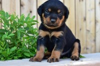 Loving Rottweiler Looking for a New Home Rottweiler for sale/adoption
