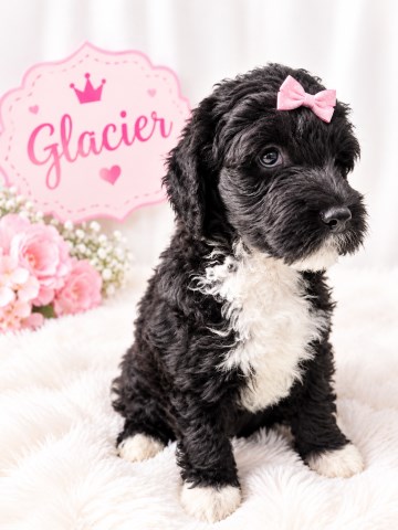 Portuguese Water Dog puppy for sale + 67290