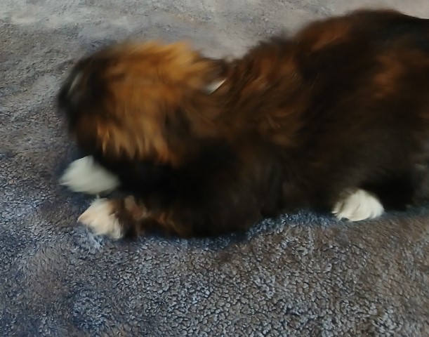 AkC Shih Tzu puppies $1000.