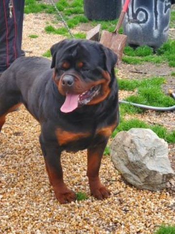 Rottweiler puppy for sale + 64777