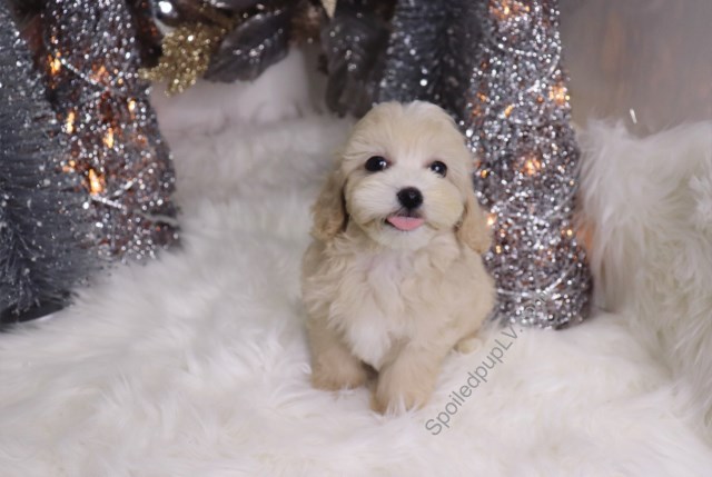 Maltipoo puppy for sale + 54651