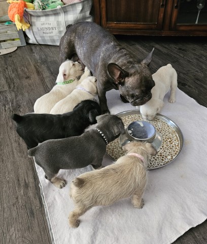 Adorable Maltipoo French Bulldog puppies