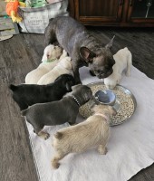 Adorable Maltipoo French Bulldog puppies Maltipoo for sale/adoption
