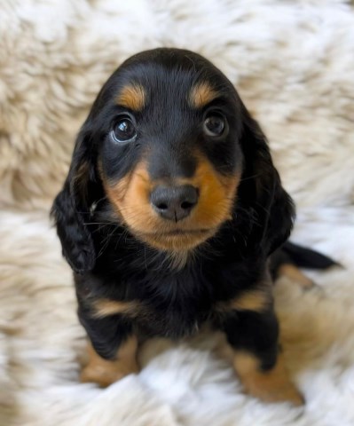 Dachshund puppy for sale + 67154