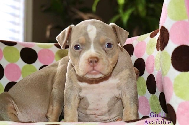 American Bully Puppy