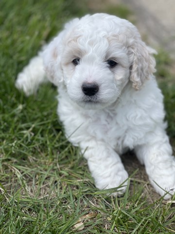 Goldendoodle puppy for sale + 61822