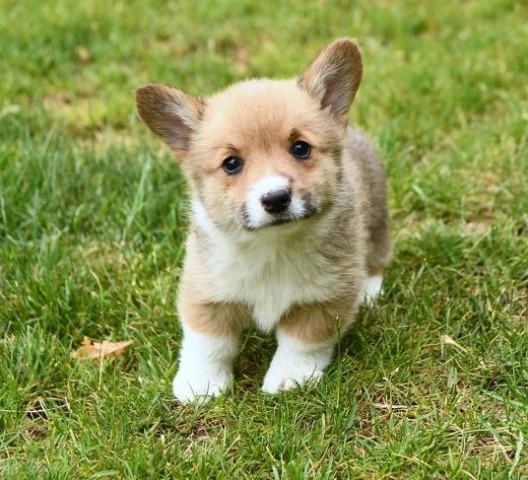 Pembroke Welsh Corgi Puppies For Sale.