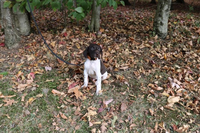 Beautiful German Shorthair Puppies with duel champion bloodlines