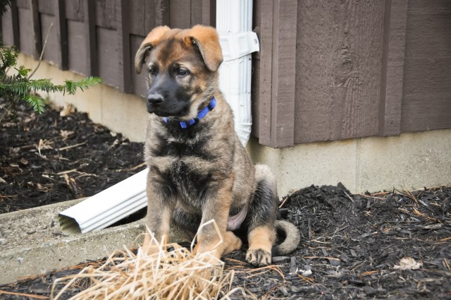 German Shepherd Dog puppy for sale + 56144