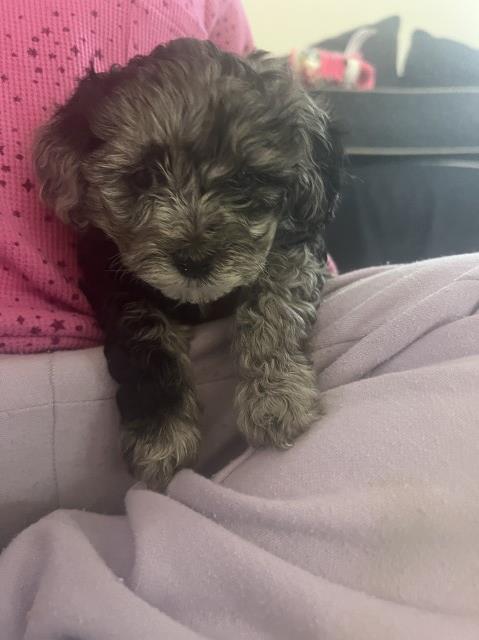 Shih Poo puppy for sale + 66421