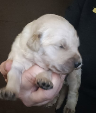 Golden Retriever puppy for sale + 66931