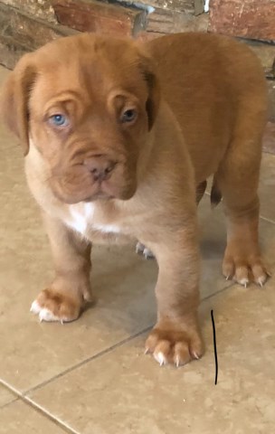 Female Dogue de Bordeaux