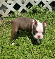 Boston Terrier Puppies Boston Terrier for sale/adoption