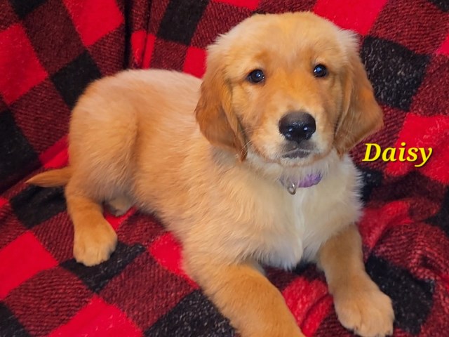 Golden Retriever puppy for sale + 66686