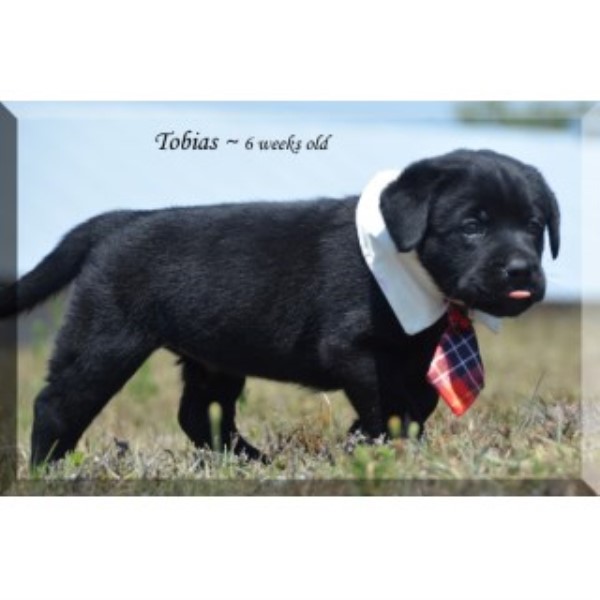 Labrador Retriever puppy for sale + 46308